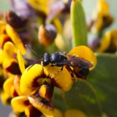 Hylaeus (Planihylaeus) daviesiae at Michelago, NSW - 13 Oct 2017 03:03 PM