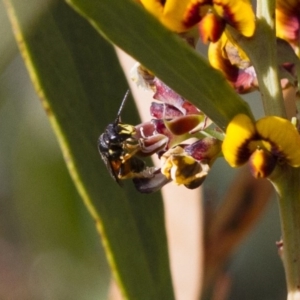 Hylaeus (Planihylaeus) daviesiae at Michelago, NSW - 13 Oct 2017