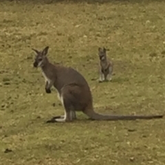 Notamacropus rufogriseus (Red-necked Wallaby) at Cuttagee, NSW - 10 Oct 2018 by loumcc