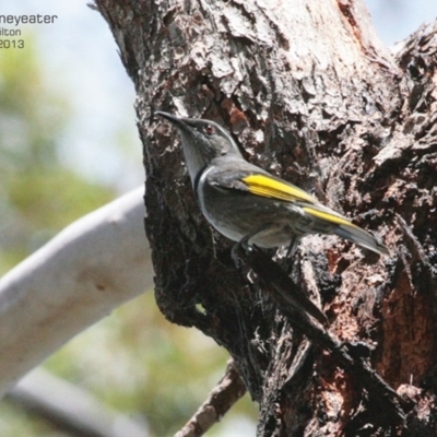 Phylidonyris pyrrhopterus (Crescent Honeyeater) at Morton National Park - 19 Mar 2013 by Charles Dove