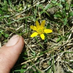 Ranunculus papulentus at Wallaroo, NSW - 8 Oct 2018 02:27 PM