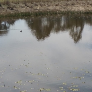 Tachybaptus novaehollandiae at Wallaroo, NSW - 8 Oct 2018