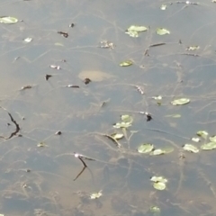 Chelodina longicollis (Eastern Long-necked Turtle) at Wallaroo, NSW - 8 Oct 2018 by nathkay