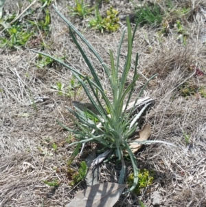 Senecio quadridentatus at Amaroo, ACT - 9 Oct 2018 10:52 AM