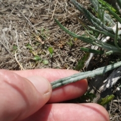 Senecio quadridentatus at Amaroo, ACT - 9 Oct 2018