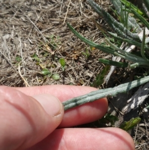 Senecio quadridentatus at Amaroo, ACT - 9 Oct 2018 10:52 AM