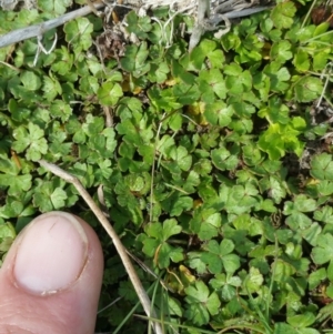 Hydrocotyle tripartita at Amaroo, ACT - 9 Oct 2018