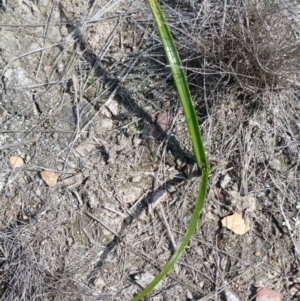 Burchardia umbellata at Amaroo, ACT - 9 Oct 2018 10:49 AM