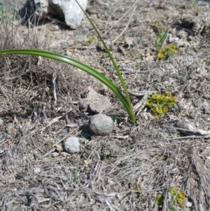 Burchardia umbellata at Amaroo, ACT - 9 Oct 2018 10:49 AM