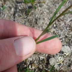 Linaria pelisseriana at Amaroo, ACT - 15 Oct 2018 02:39 PM