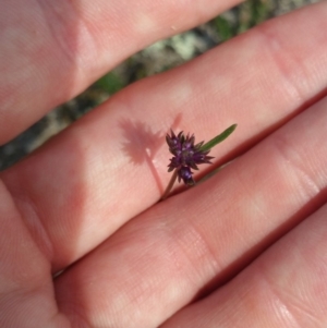 Linaria pelisseriana at Amaroo, ACT - 15 Oct 2018