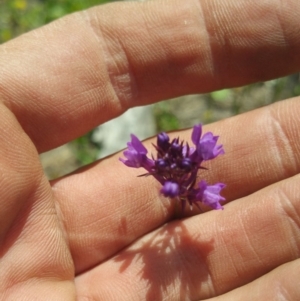 Linaria pelisseriana at Amaroo, ACT - 15 Oct 2018