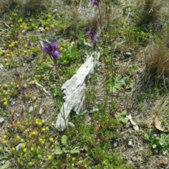 Linaria pelisseriana at Amaroo, ACT - 15 Oct 2018 02:39 PM