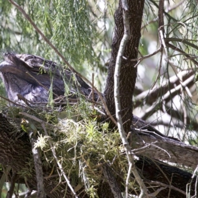 Podargus strigoides (Tawny Frogmouth) at Congo, NSW - 1 Oct 2018 by jb2602