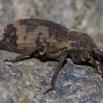 Anomocis apicalis (Weevil) at Undefined - 2 Oct 2018 by jbromilow50