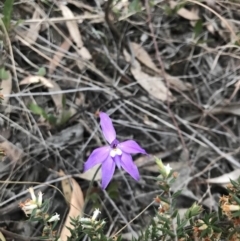 Glossodia major (Wax Lip Orchid) at Cook, ACT - 11 Oct 2018 by JasonC