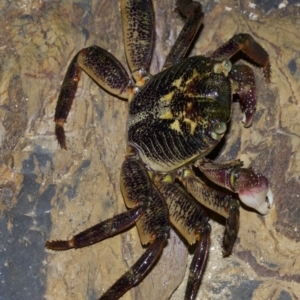 Leptograpsus variegatus at undefined - 2 Oct 2018 09:51 PM