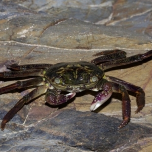 Leptograpsus variegatus at undefined - 2 Oct 2018 09:51 PM
