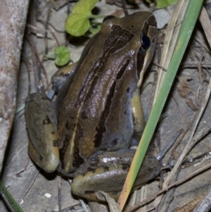 Limnodynastes peronii at undefined - 2 Oct 2018 09:17 PM