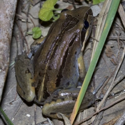 Limnodynastes peronii (Brown-striped Frog) at Undefined - 2 Oct 2018 by jb2602