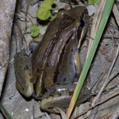 Limnodynastes peronii (Brown-striped Frog) at Undefined - 2 Oct 2018 by jbromilow50