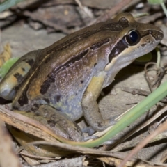 Limnodynastes peronii at undefined - 2 Oct 2018 09:17 PM