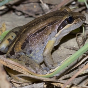 Limnodynastes peronii at undefined - 2 Oct 2018 09:17 PM