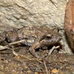 Crinia parinsignifera (Plains Froglet) at Majura, ACT - 2 Sep 2018 by jb2602