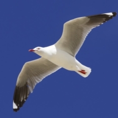 Chroicocephalus novaehollandiae (Silver Gull) at Congo, NSW - 1 Oct 2018 by jb2602