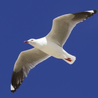 Chroicocephalus novaehollandiae (Silver Gull) at Congo, NSW - 1 Oct 2018 by jbromilow50