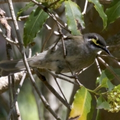 Caligavis chrysops at undefined - 2 Oct 2018 12:08 PM