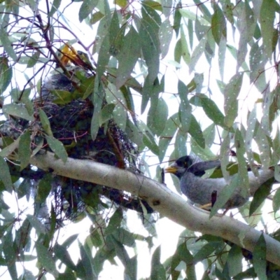 Manorina melanocephala (Noisy Miner) at Ainslie, ACT - 16 Sep 2018 by jb2602