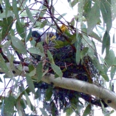 Manorina melanocephala at Ainslie, ACT - 16 Sep 2018 02:36 PM