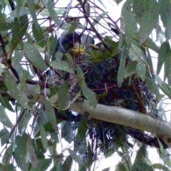 Manorina melanocephala at Ainslie, ACT - 16 Sep 2018 02:36 PM