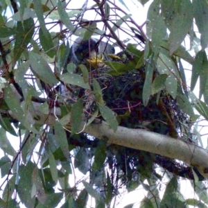 Manorina melanocephala at Ainslie, ACT - 16 Sep 2018 02:36 PM