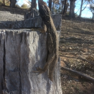 Pogona barbata at Hughes, ACT - suppressed