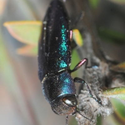 Melobasis thoracica (A jewel beetle) at Dunlop, ACT - 11 Oct 2018 by Harrisi