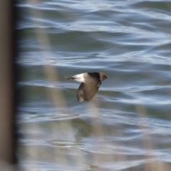 Petrochelidon ariel (Fairy Martin) at Michelago, NSW - 22 Sep 2018 by Illilanga