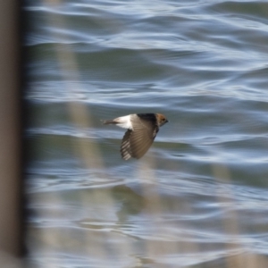 Petrochelidon ariel at Michelago, NSW - 23 Sep 2018 09:28 AM