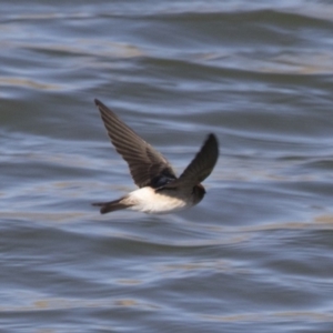 Petrochelidon ariel at Michelago, NSW - 23 Sep 2018 09:28 AM