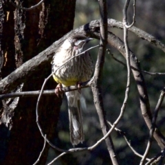 Anthochaera carunculata (Red Wattlebird) at Majura, ACT - 2 Sep 2018 by jb2602