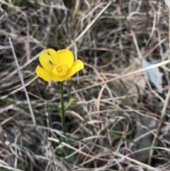 Ranunculus lappaceus (Australian Buttercup) at Amaroo, ACT - 12 Oct 2018 by JasonC