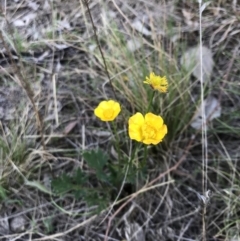 Ranunculus lappaceus at Amaroo, ACT - 12 Oct 2018