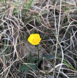 Ranunculus lappaceus at Amaroo, ACT - 12 Oct 2018