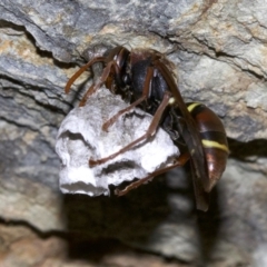 Polistes sp. (genus) (Unidentified paper wasp) - 2 Oct 2018 by jb2602