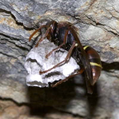 Polistes sp. (genus) (Unidentified paper wasp) - 2 Oct 2018 by jb2602