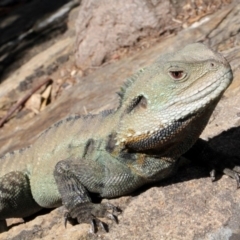 Intellagama lesueurii howittii (Gippsland Water Dragon) at Acton, ACT - 9 Sep 2018 by PeteWoodall