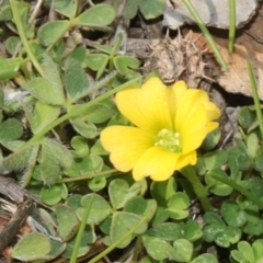 Oxalis sp. (Wood Sorrel) at Jerrabomberra Wetlands - 10 Sep 2018 by PeteWoodall