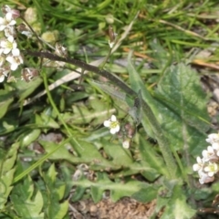 Capsella bursa-pastoris (Shepherd's Purse) at Jerrabomberra Wetlands - 10 Sep 2018 by PeteWoodall