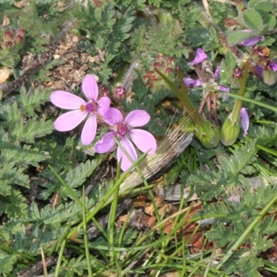 Erodium cicutarium (Common Storksbill, Common Crowfoot) at Jerrabomberra Wetlands - 10 Sep 2018 by PeteWoodall